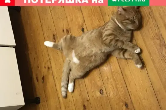 Пропала кошка Кот по кличке Лев в Домодедово