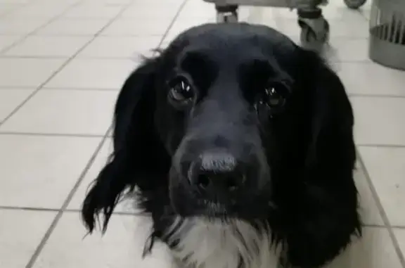 Собака без ошейника найдена в магазине Абрикос на Московском тракте, Томск
