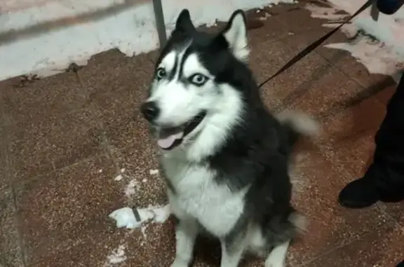 Собака Хаски найдена в Лианозовском парке на Абрамцевской улице.