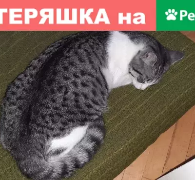 Пропала кошка на улице Мира, Ставрополь.