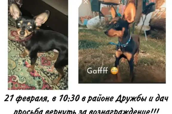 Пропала собака в Прохладном: Русский той-терьер.