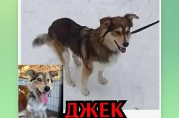 Пропала пугливая собака с чёрным поводком в районах Москвы