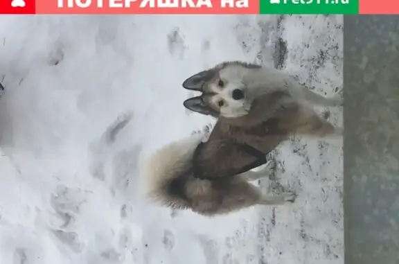 Пропала Западно-Сибирская Лайка на улице Свободы, Челябинск