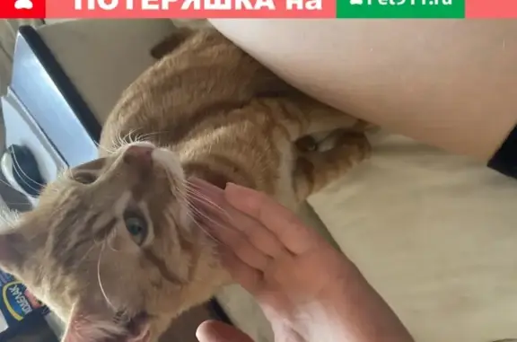 Найден домашний кот на улице Паршина, Москва