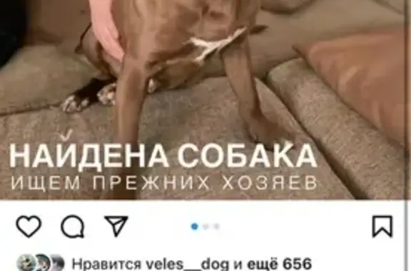 Найдена собака в Дроздово, Видное