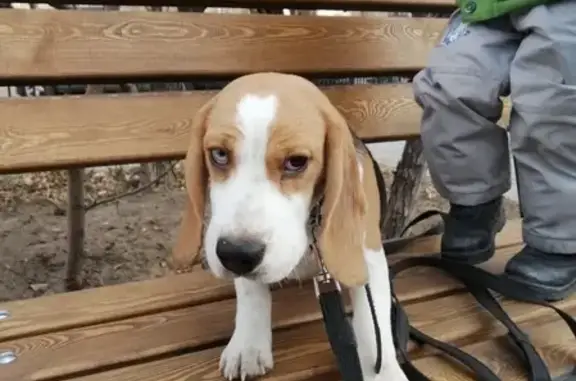 Потерянные животные Улан-Удэ, фото: Пропал щенок бигля Кан в 113 квартале, Улан-Удэ