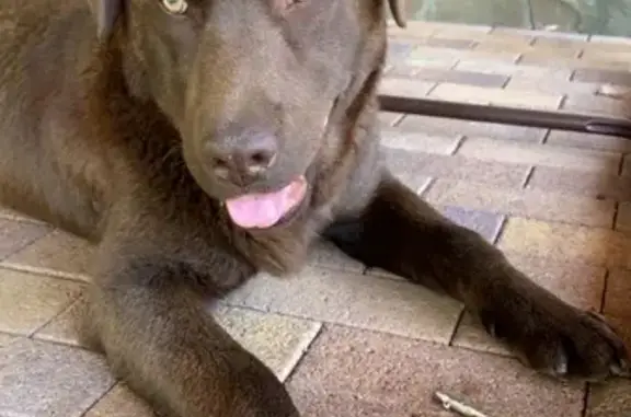 Пропала собака Ласковый во Владикавказе
