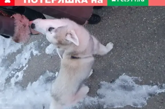 Собака найдена на улице Суворова, 10 в Краснодаре