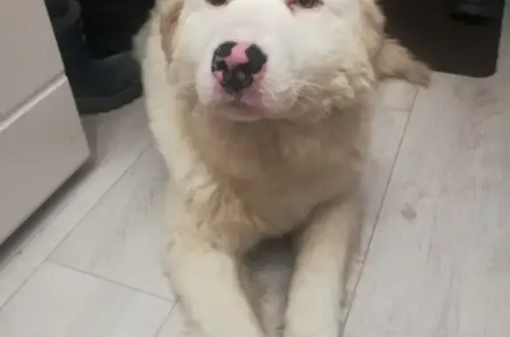Собака найдена в Казани.