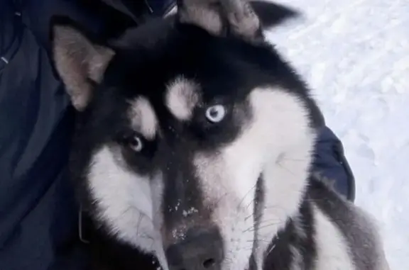Потерянные животные Улан-Удэ, фото: Пропала собака Хаски на Богородском острове, зовут Алет (Улан-Удэ)