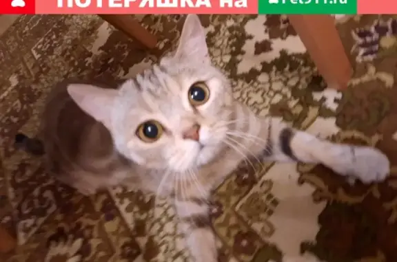 Найдена кошка на пр. Ибрагимова 83А в Казани