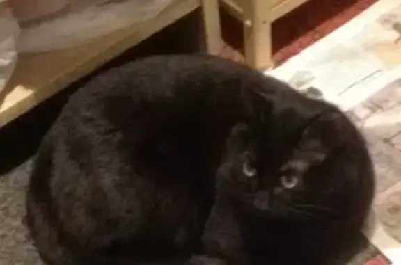 Найден домашний чёрный котик в Москве