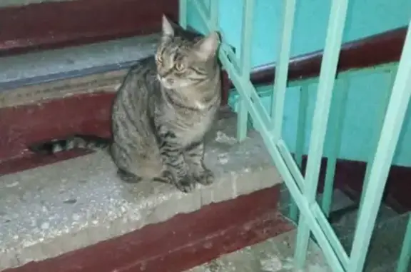 Найдена кошка на Сосновой аллее 4 в Москве