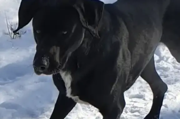 Найдена собака: черный с белой грудью, рана на лопатке.