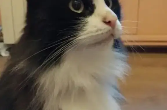 Кошки потеряшки, Санкт-Петербург, фото: Потеряшка черно-белая кошка в Санкт-Петербурге