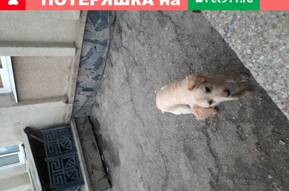 Найдена домашняя собака на автостанции Восточная в Симферополе