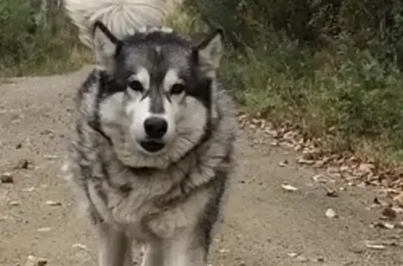 Пропала собака Маламут в Виноградовке, ошейник Хабаровск.
