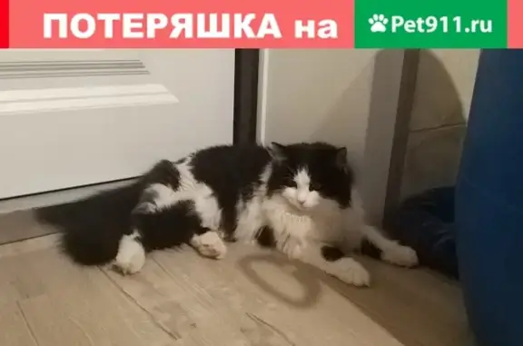 Пропала кошка в Челябинске