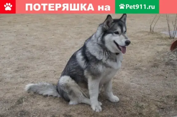 Пропала собака Бетти в селе Виноградовка, Хабаровский край