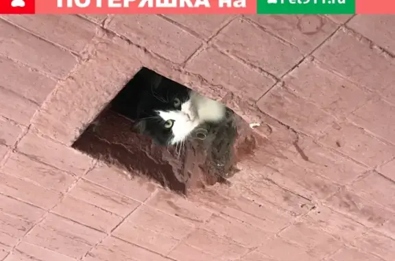 Найдена кошка на ул. Ангарская, 65, 3 подъезд.