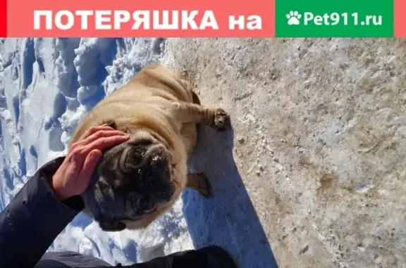 Найден мопс на улице Серышева, Хабаровск