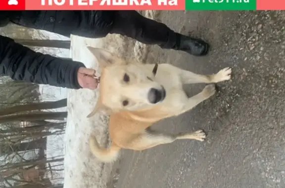 Собака найдена около 445 Лицея в Зеленогорске