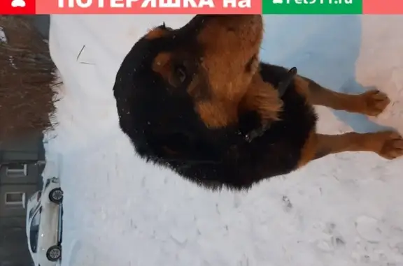 Собака около подъезда в Н. Новгороде.