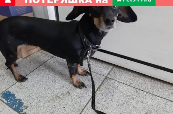Найдена собака Такса в Липецке