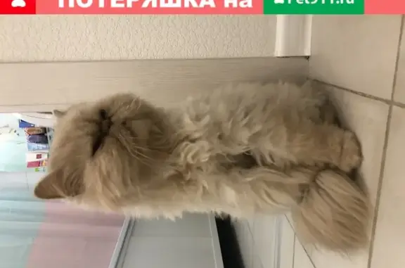 Найдена персидская кошка возле метро Аннино