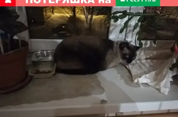 Кошка с ошейником найдена в Санкт-Петербурге.