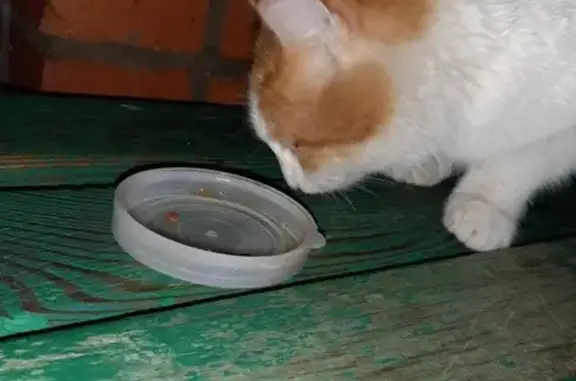 Потеряшка-кот на Кулибина, 15 в Пензе