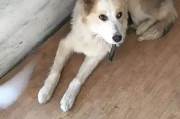 Найдена собака в Закамске, Пермь.