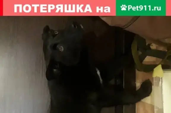 Найдена собака в Барнауле на Павловском тракте
