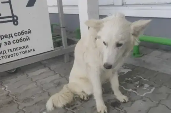 Найдена собака на ул. Павла Морозова, Хабаровск