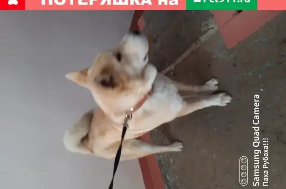 Собака Кабель найдена на улице Кирова, Новокузнецк