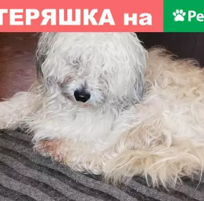 Найден белый кобель возле ТЦ Звездный в Ярославле