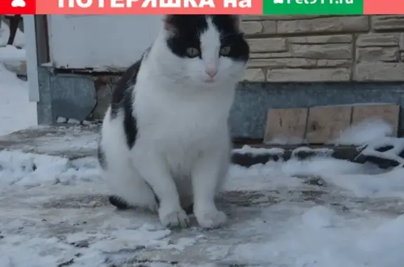Пропала кошка в районе Степановки, Томск.