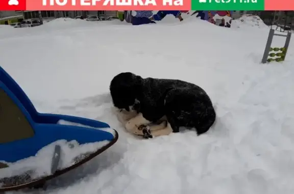 Потерянная собака в Казани