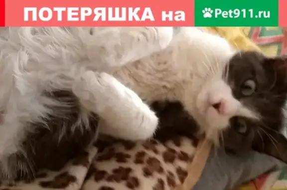 Пропала кошка в Славянске-на-Кубани, ул. Рыночная, дома 145-160, 10-11 января 2021