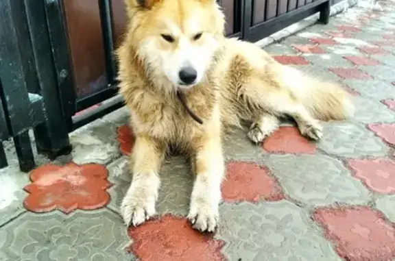 Собака Кобель найдена в районе Казацкой, Курск.