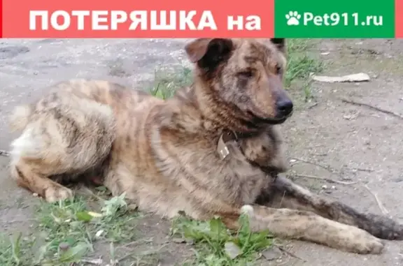 Собаки потеряшки, Тверь, фото: Потеряшка пёс Рэй на Старицком шоссе в Твери