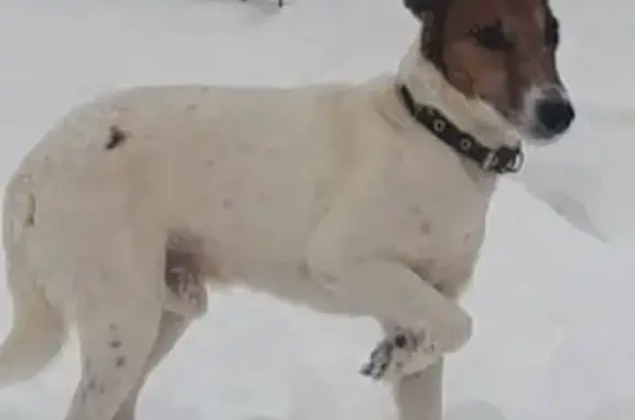 Найдена собака Гладкошёрстный фокс в Н.Новгороде