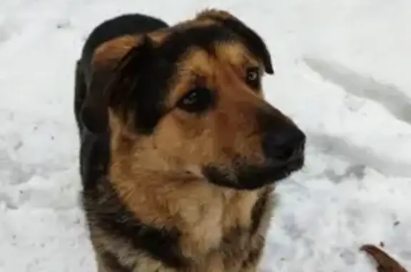 Найден пёс в Красногорске, дружелюбный.