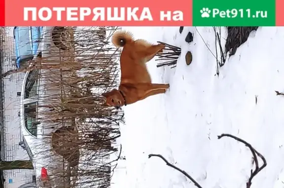 Найдена рыжая собака в СПб, Светлановский 101