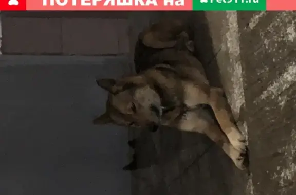 Собака гуляет у Бондаренко 12 в Туле