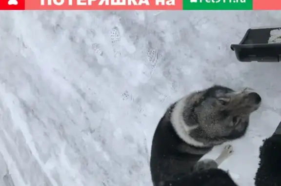 Найден пёс на Карболитовской улице в Кемерово