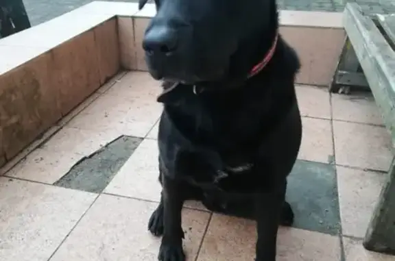 Собака черного окраса найдена в Калининграде на ул. А. Суворова