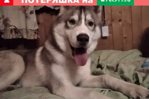 Пропала собака Хаски в Голицыно.