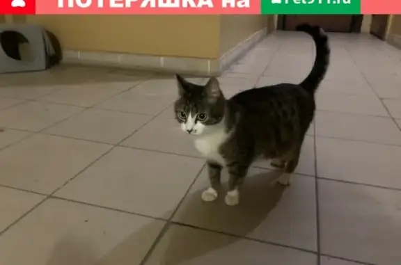 Найдена ласковая кошка в Туле