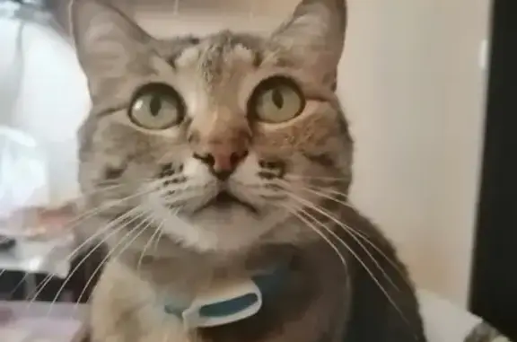 Кошки потеряшки, Тольятти, фото: Потеряшка кошка в Тольятти, ул. Свердлова 43.